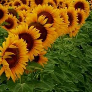 Meet your Posher, Sue